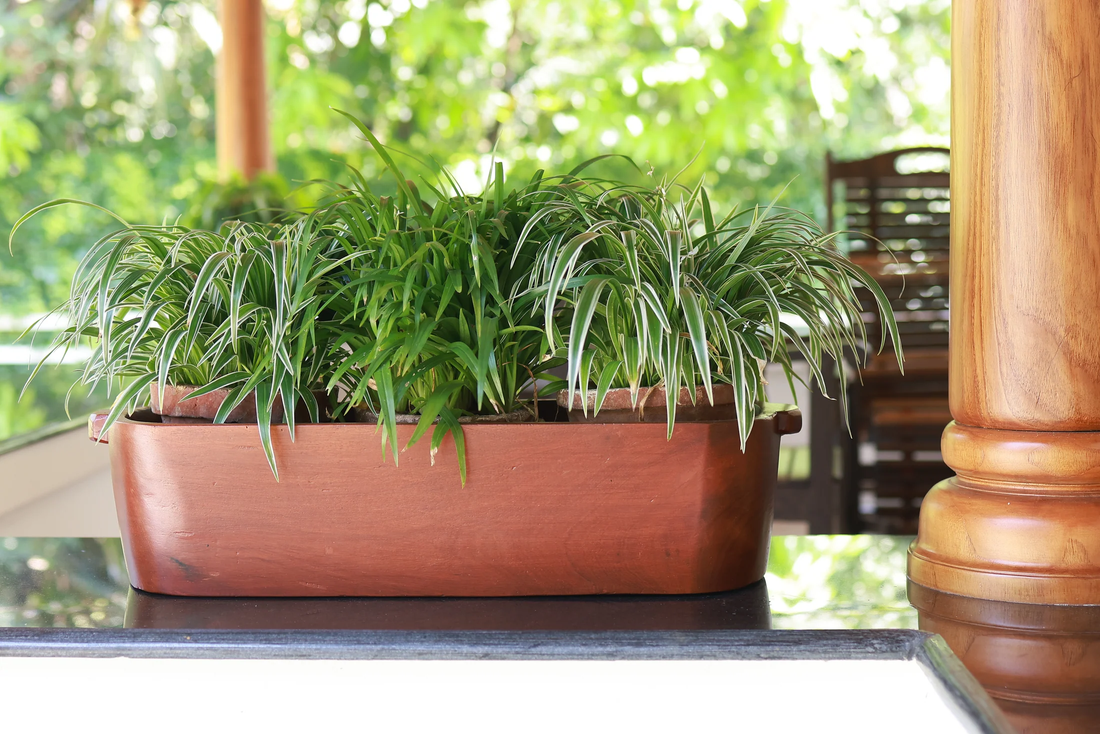 Timeless Jack Wood Planter Box: Strength and Style for Your Garden